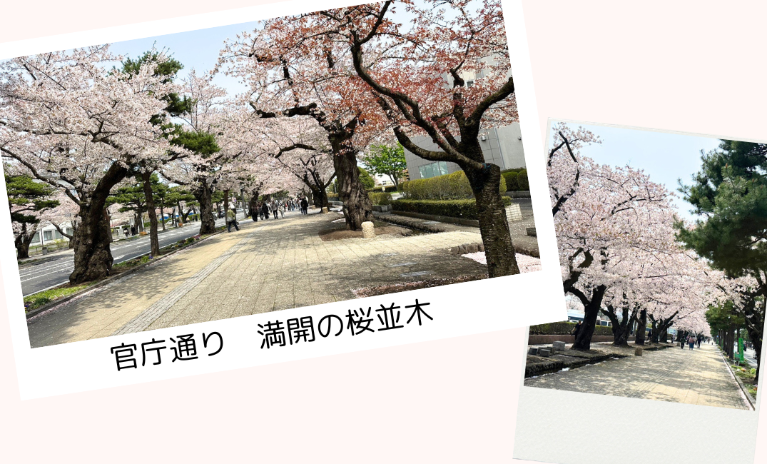 官庁通り 満開の桜並木.png