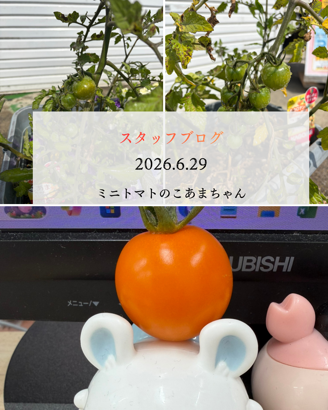 シンプル 写真 コーヒー カフェ 営業中 Instagramの投稿 (12).png