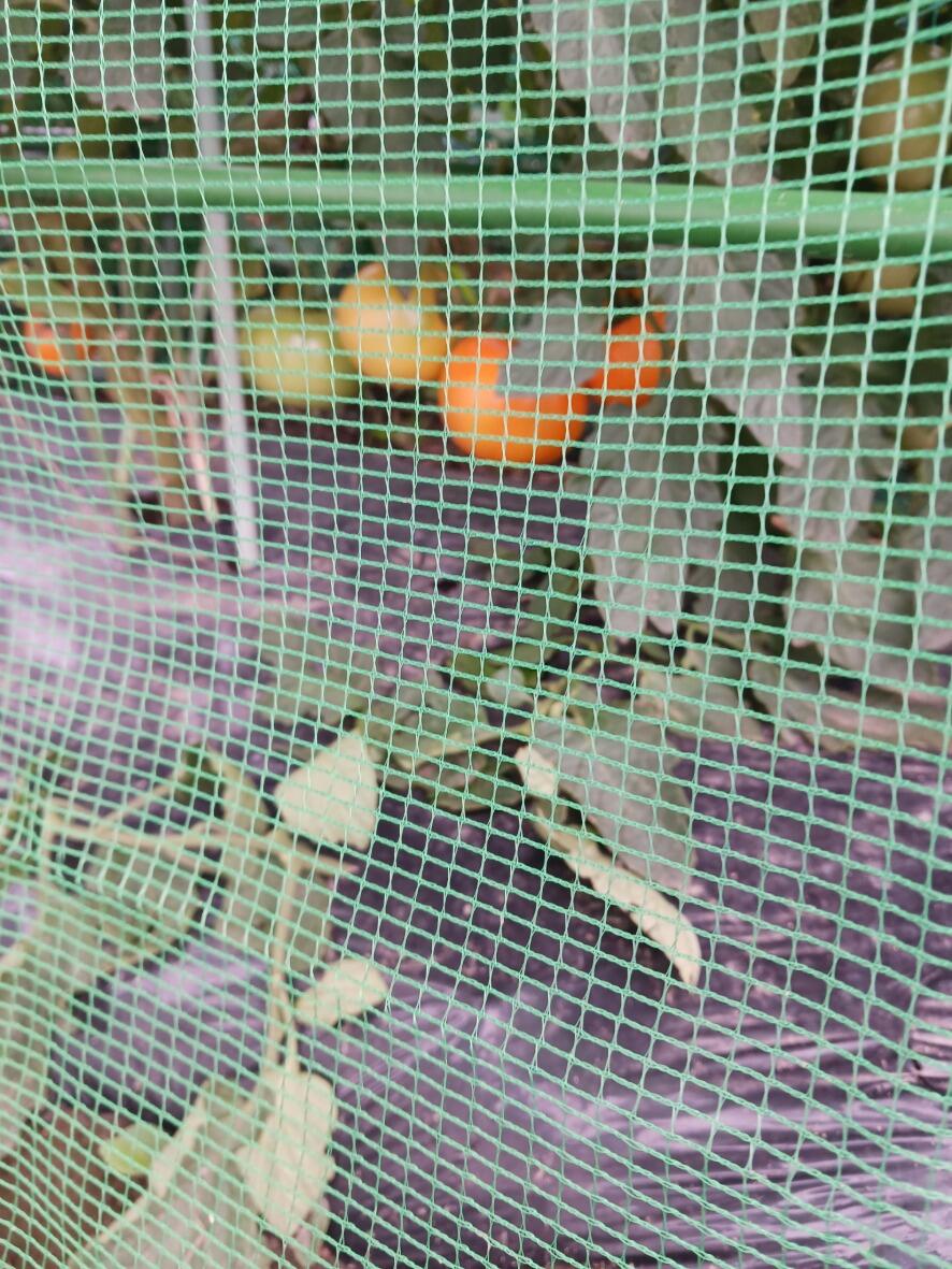 家庭菜園1.jpg