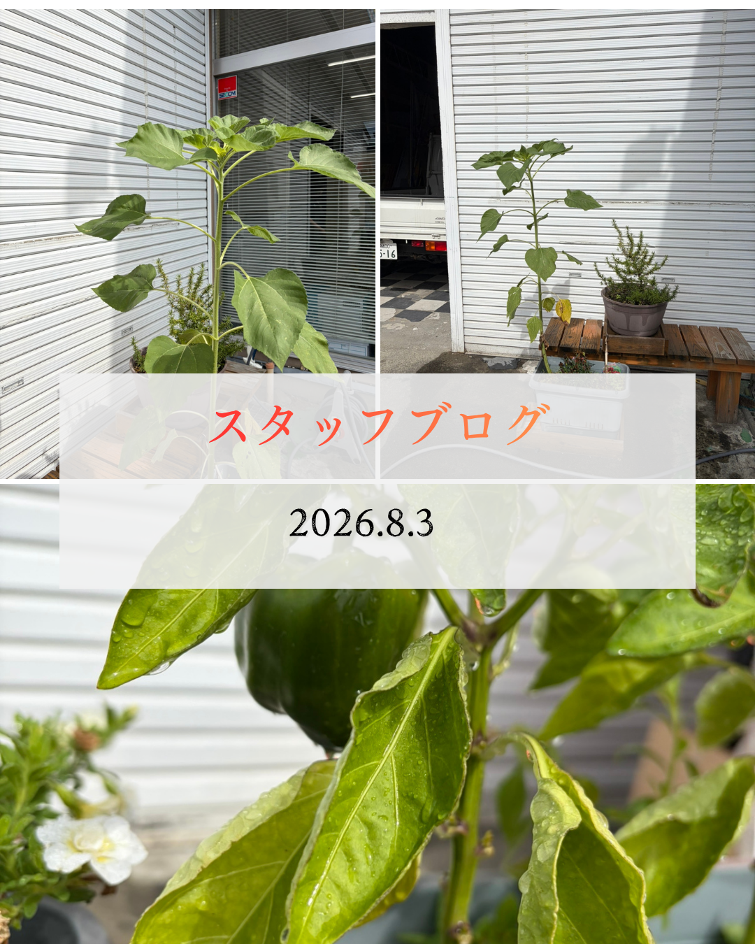ブログ.png