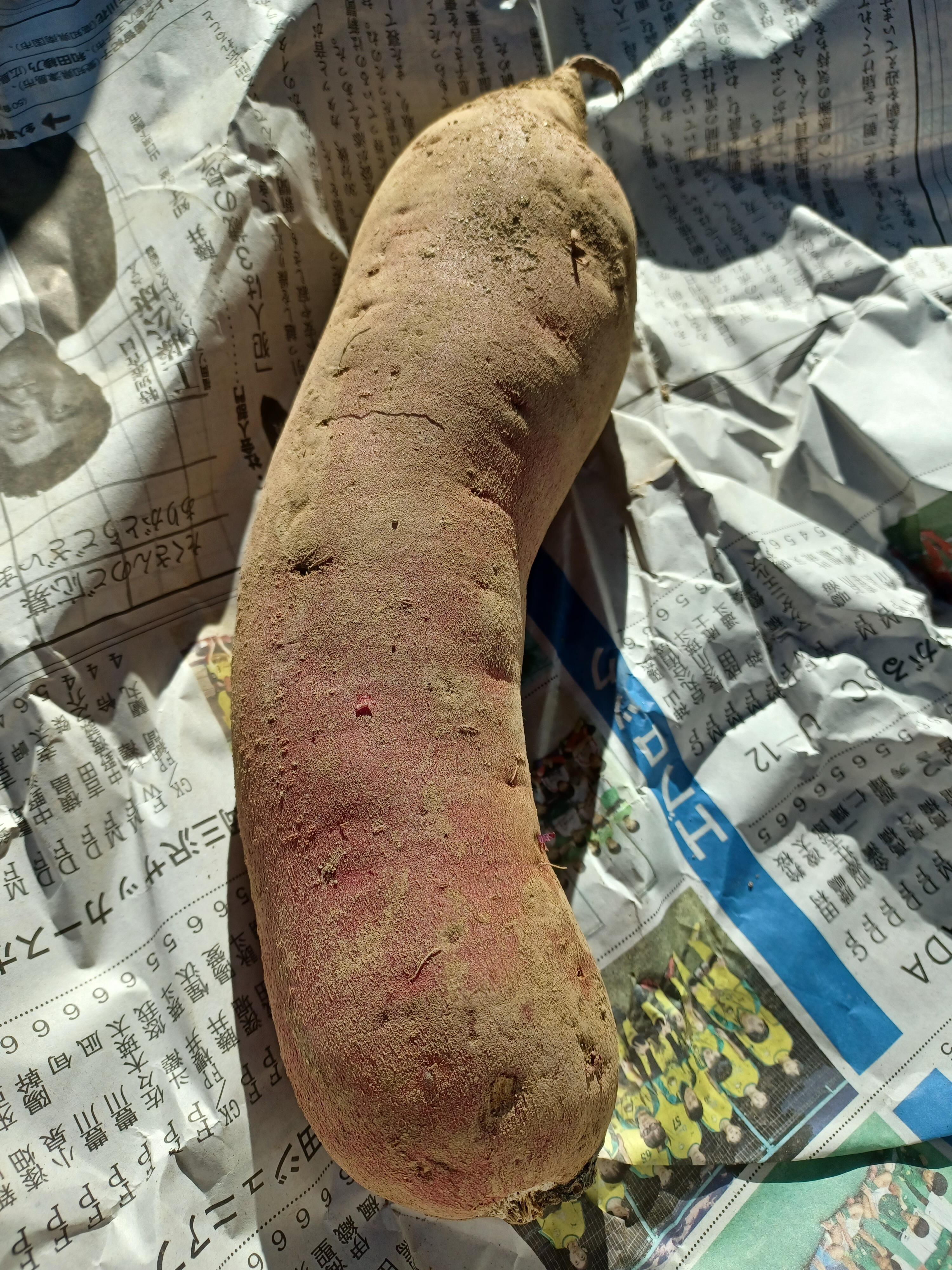 さつまいも.jpg