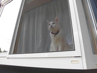 猫も気に入る窓