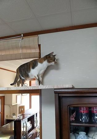 鴨居から食器棚への足場