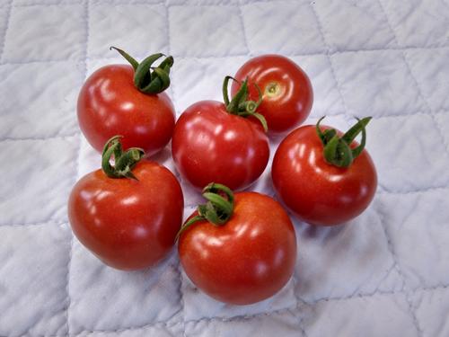 トマト　KIMG1381　①収穫.JPG 500