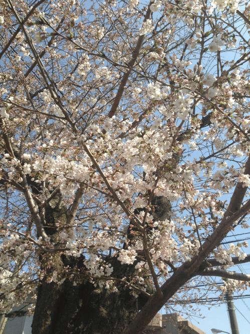 桜☆.jpg