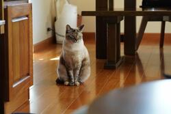 ペット リビング.jpg