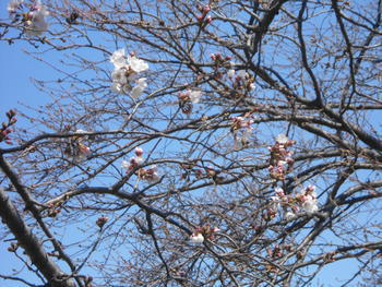 桜開花.JPG