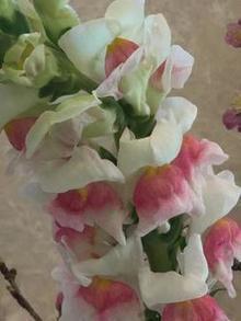 キンギョソウ　アップ.jpgのサムネイル画像のサムネイル画像