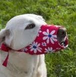 口輪3加工.jpgのサムネイル画像