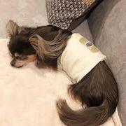 愛犬腹巻.jpg