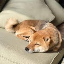 日向ぼっこ犬.jpg