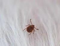 ノミ1加工.jpgのサムネイル画像