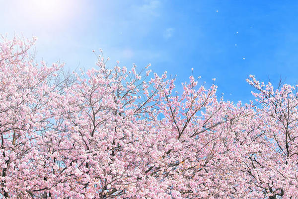 cherry-blossom_00009.jpg