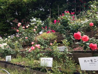 バラ1.JPG