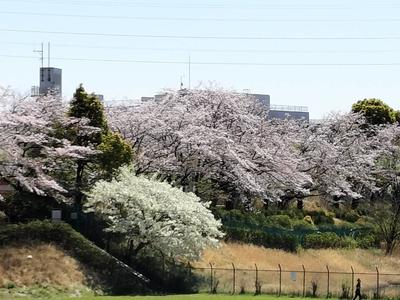 若葉台 桜 風景.jpg