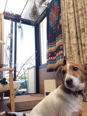 マロウ.JPGのサムネイル画像