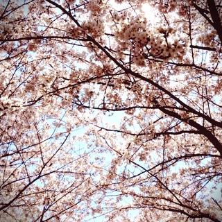 さくら①.jpg