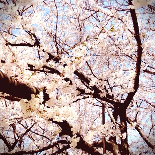 さくら③.jpg