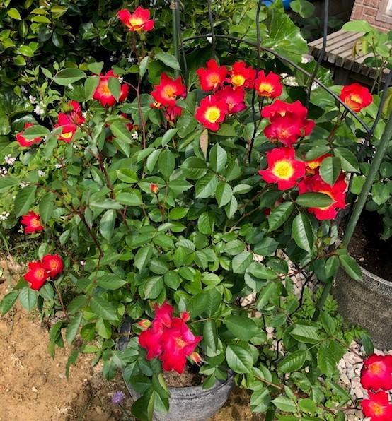 カクテル (2).jpg