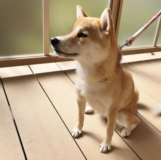 表面温度が熱くなりにくい人工木材