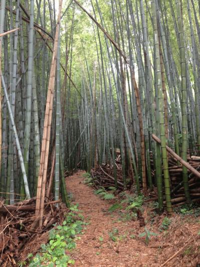 IMG_4412.jpgのサムネイル画像