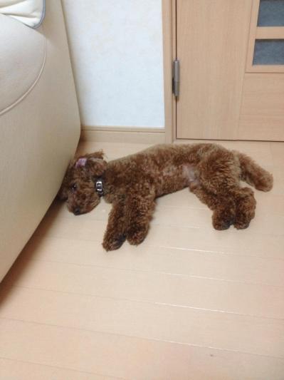 IMG_6929.jpgのサムネイル画像