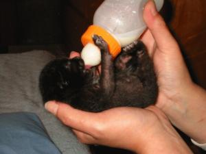 金太郎.jpgのサムネイル画像