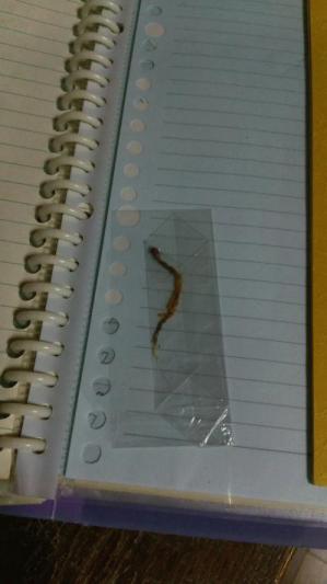 DSC_0832.JPGのサムネイル画像