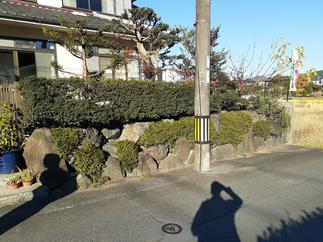 目隠しの生垣を取替