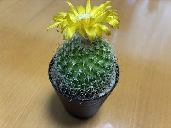 e0149240_15321711.jpg