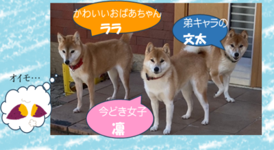 NL4月柴犬イラスト.png