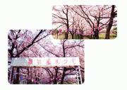 桜まつり4.jpg