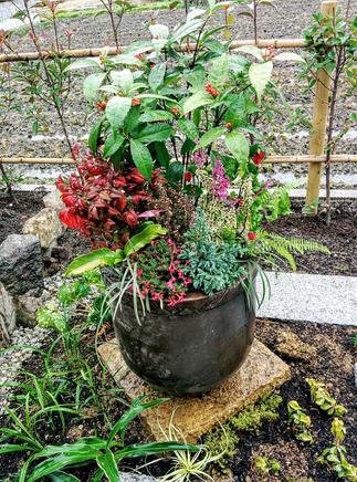 【つぼの寄せ植え】