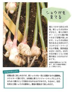 情報誌春号2026ガーデニング2.jpg
