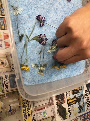 ドライフラワー３.jpeg