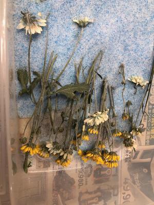ドライフラワー２.jpeg
