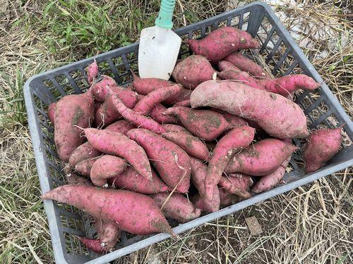 さつまいも.jpg