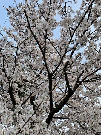 桜.jpg