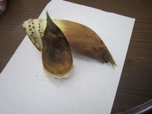 たけのこ.jpg