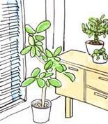 観葉植物1.jpg