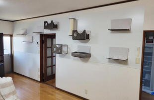 猫壁で一緒にいる毎日をもっと楽しく