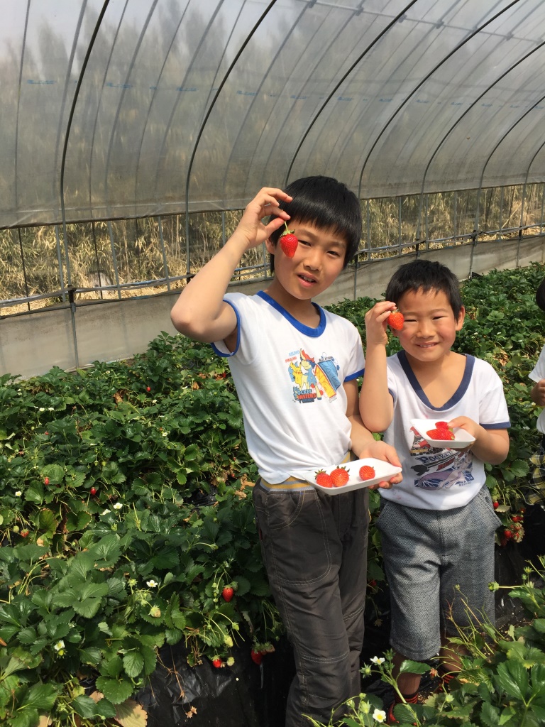 イチゴ狩りIMG_1453.JPG