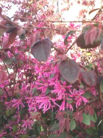 IMG_1778.JPGまんさく1