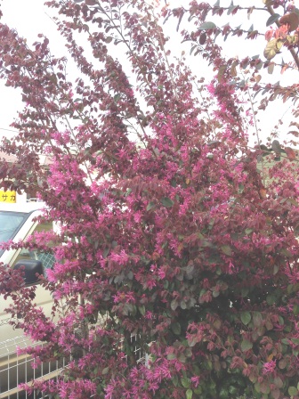 IMG_1779.JPGまんさく2