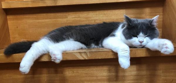 コメント 2020-08-11 154820.jpg