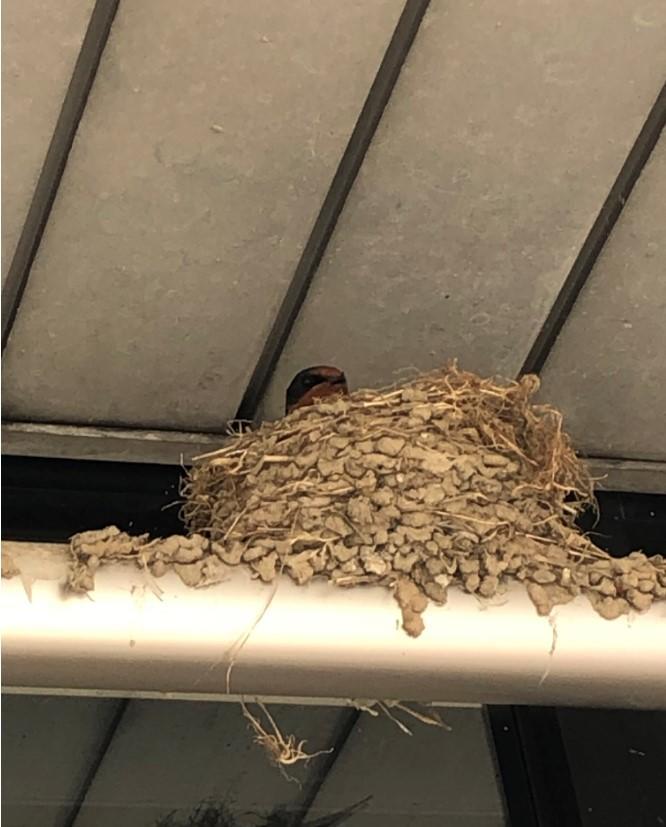 コメント 2020-05-29 130142.jpg