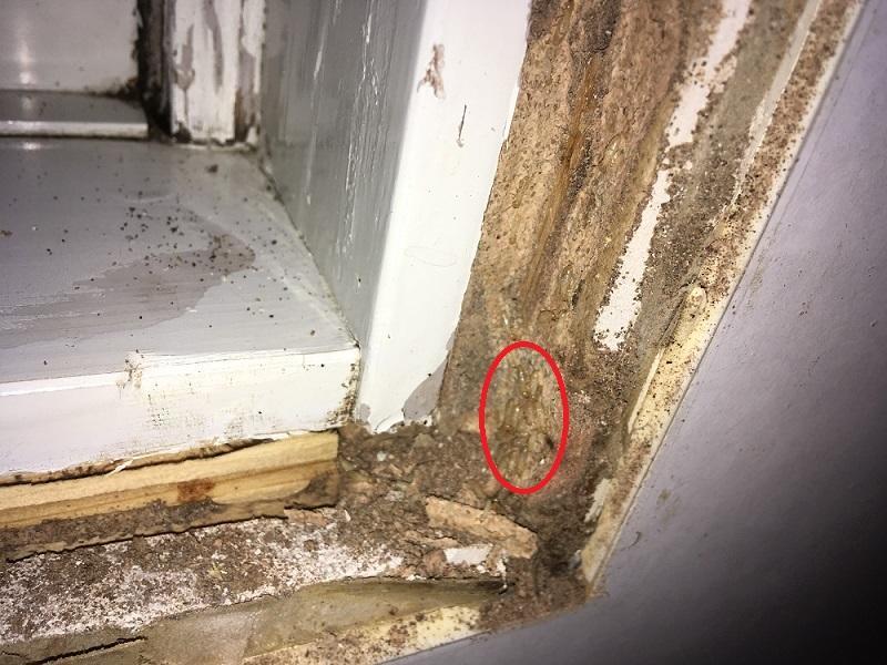 シロアリ　圧縮.JPG