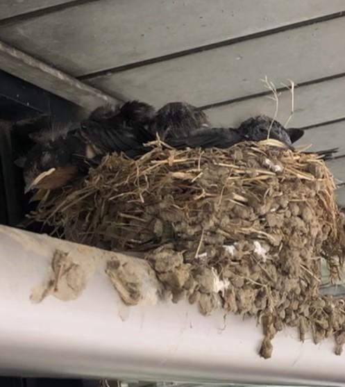 コメント 2020-06-18 112609.jpg