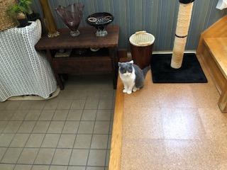 コルク床猫小.jpg