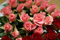 pink-roses-bouquet-romanticdsc01624.jpg